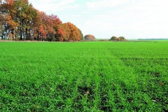 Оперативна інформація щодо фітосанітарного стану посівів   сільськогосподарських культур в Україні на 16 жовтня 2023р.