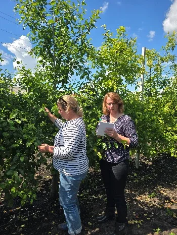 Дослідження комах-шкідників у лабораторії