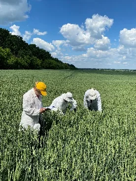 Польові дослідження застосування пестицидів