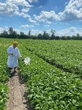 Фітосанітарний моніторинг