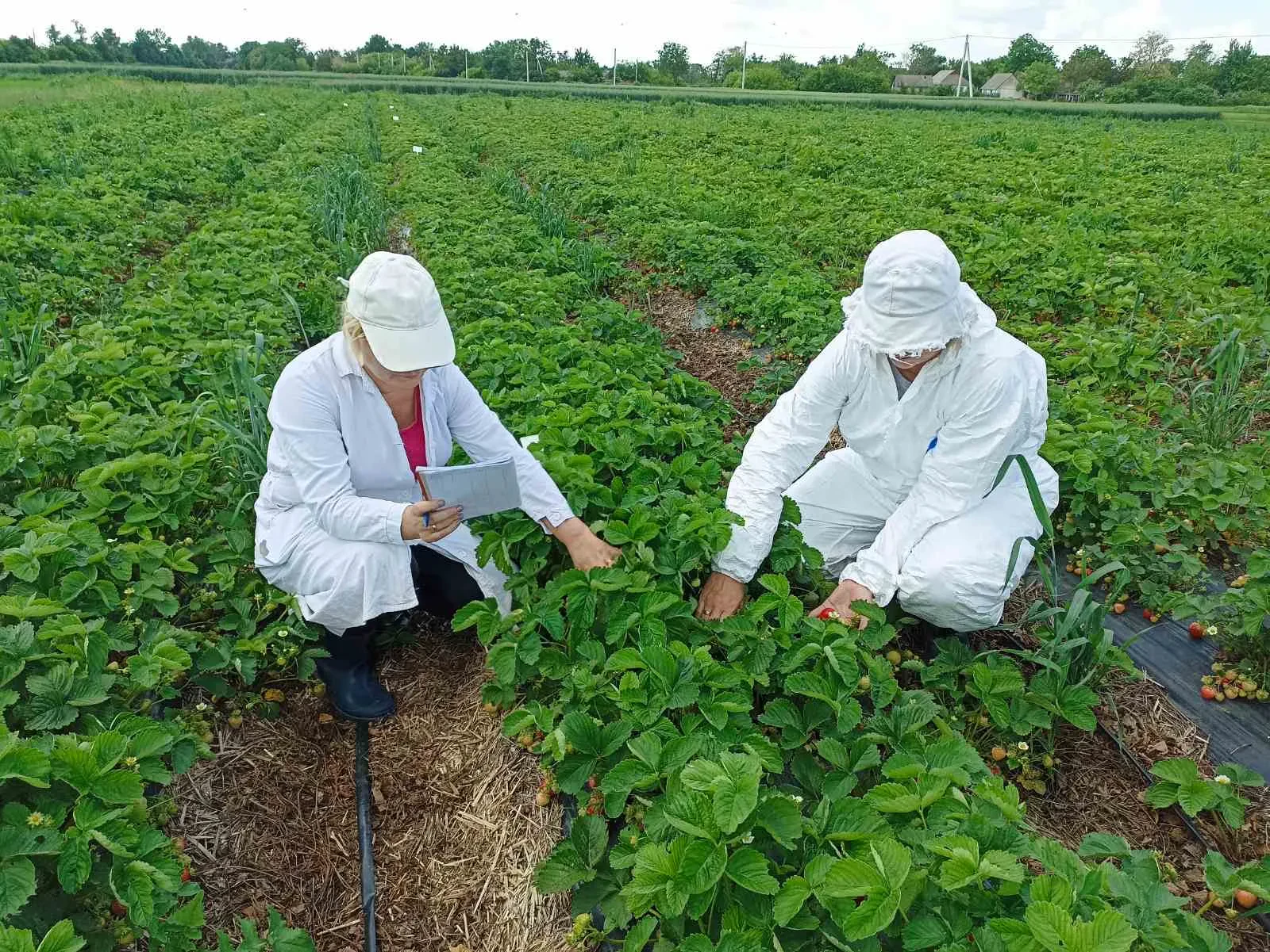 Обліки хвороб та сегетальної рослинності в посівах пшениці озимої та ячменю ярого