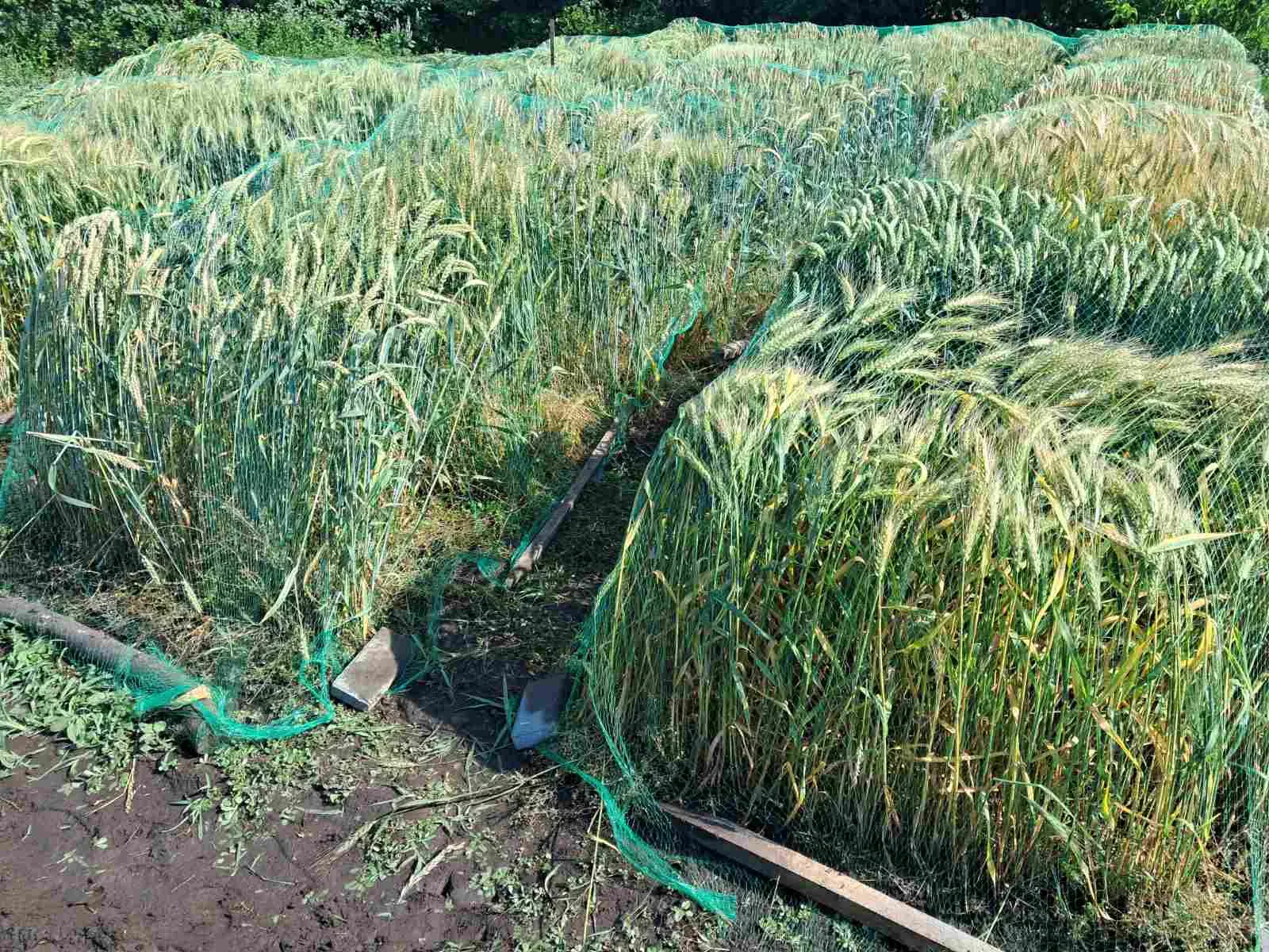 Захист посівів сортів, ліній і гібридного матеріалу пшениці м’якої озимої від птахів