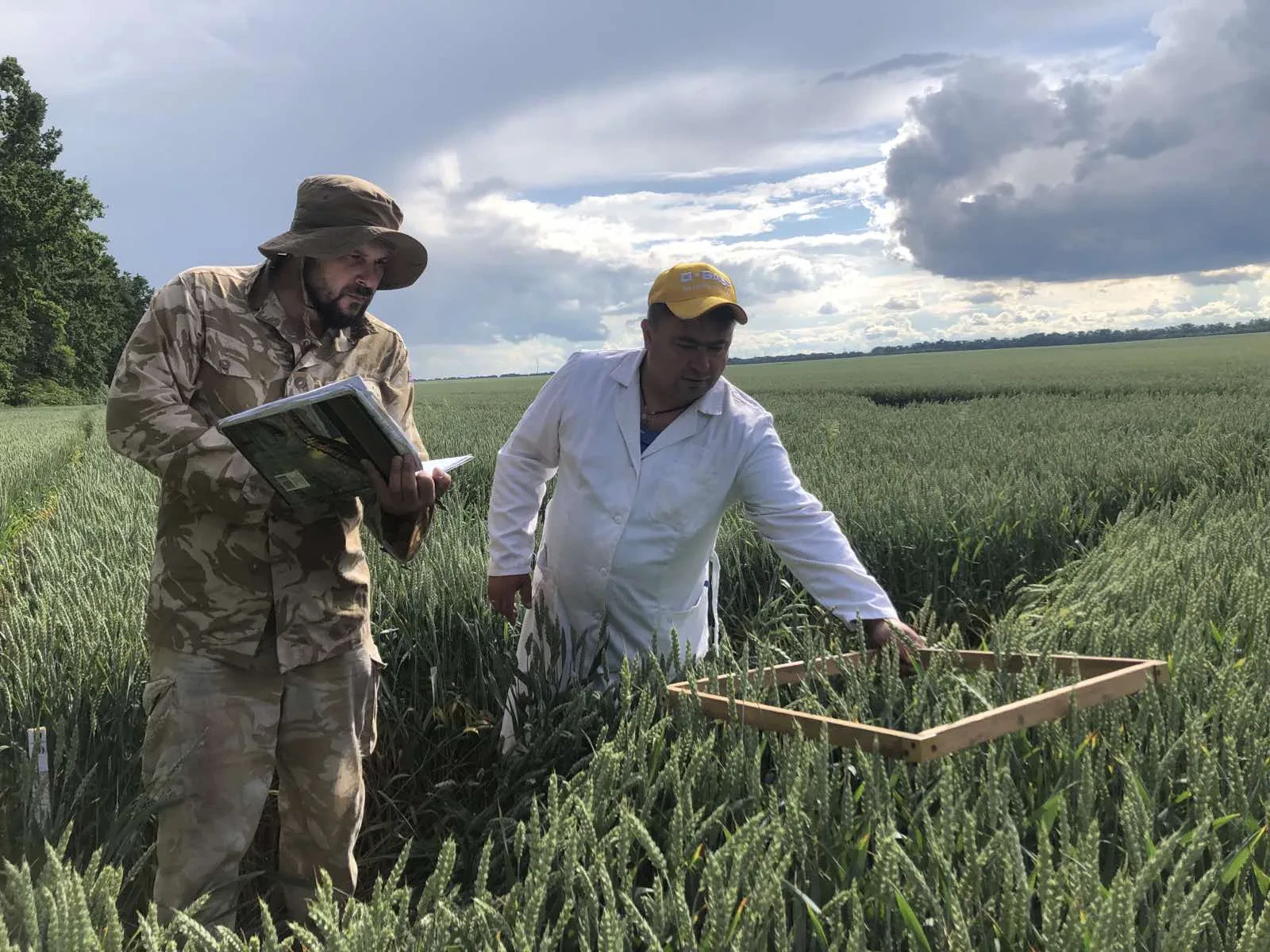 Обстеження посівів пшениці з обліковою рамкою