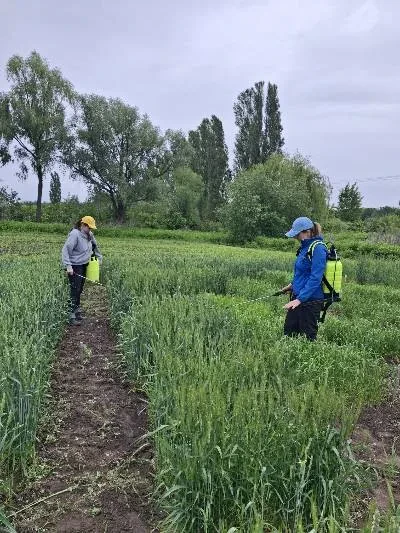 Лабораторія імунітету сільськогосподарських рослин до хвороб — фото 8
