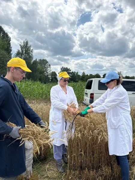 Лабораторія імунітету сільськогосподарських рослин до хвороб — фото 11