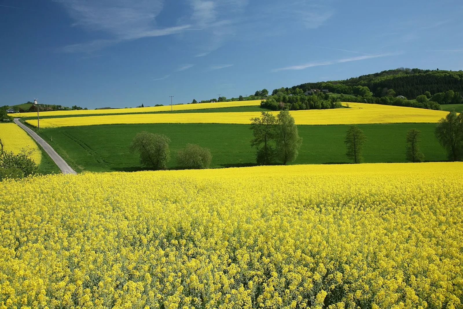 Methyl jasmonate boosts natural enemy control of aphids in oilseed rape
