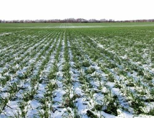 Оперативна інформація щодо фітосанітарного стану посівів сільськогосподарських культур в Україні на 05 березня 2026 р.