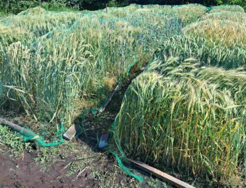 Захист посівів сортів, ліній і гібридного матеріалу пшениці м`якої озимої від птахів